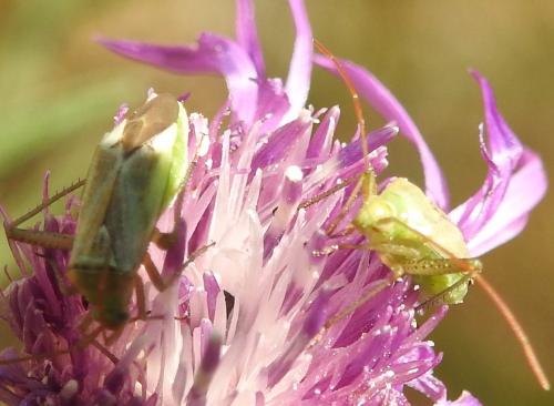 Adelphocoris lineolatus